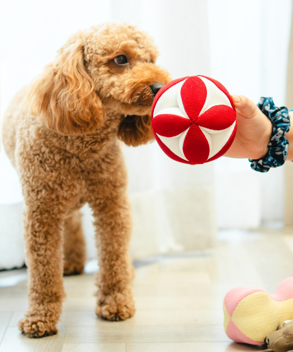Super Saver Abstract Bowl & Clutch Ball Toys