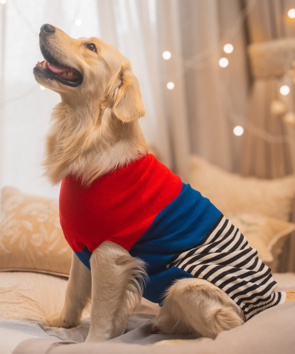 Wintry Dog sweaters Pack of 2
