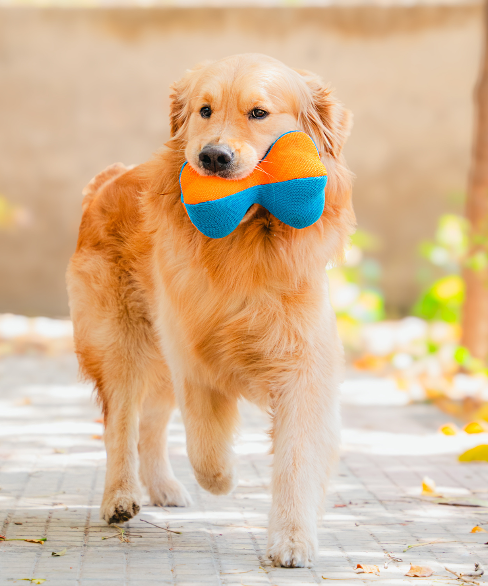 3D Bone Plush Dog Toy