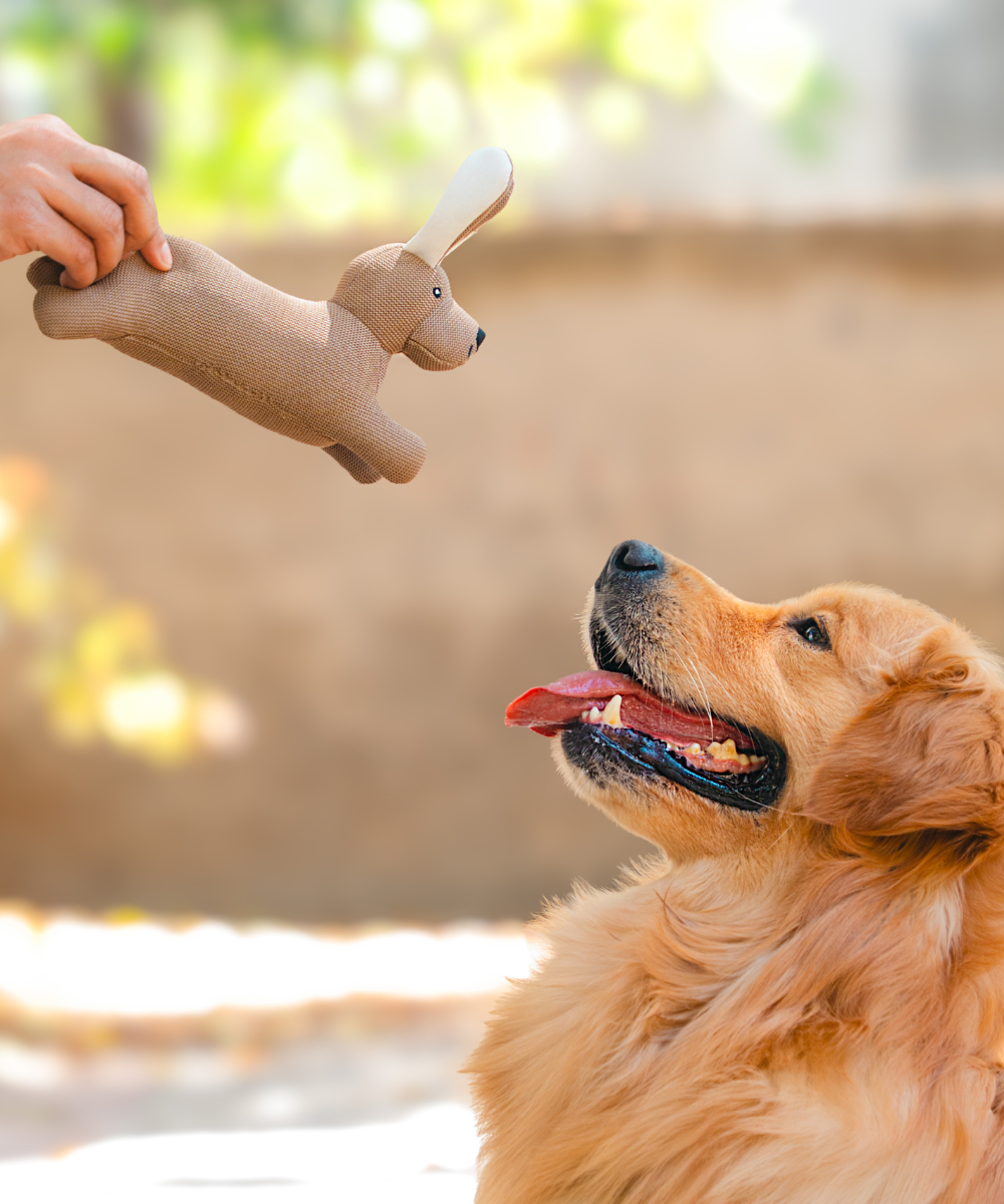 Pack of 2 Dog Toys- Goofy