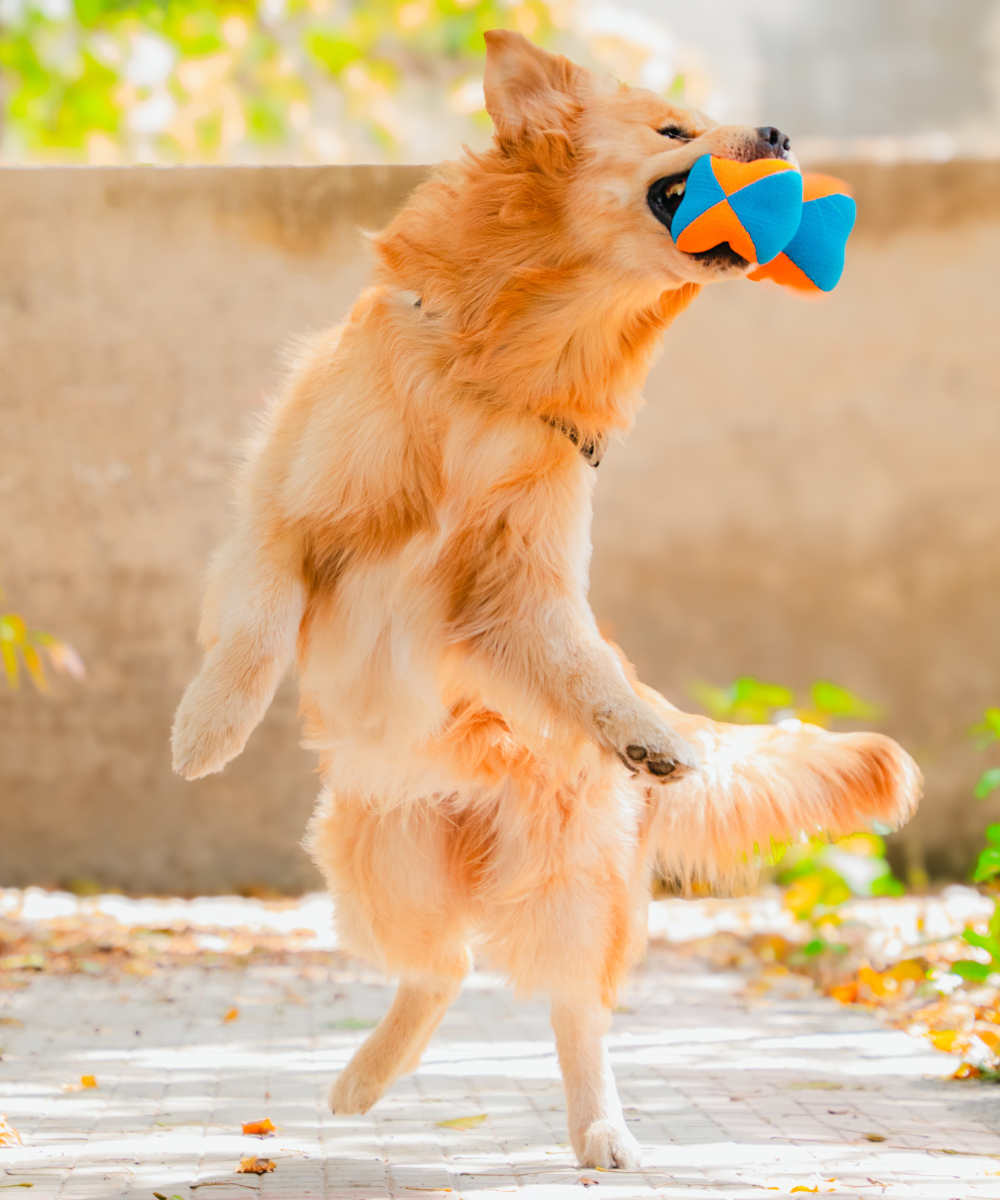 3D Bone Plush Dog Toy