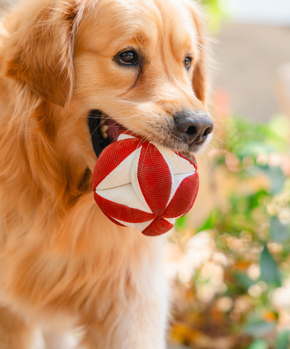 Super Saver Abstract Bowl & Clutch Ball Toys
