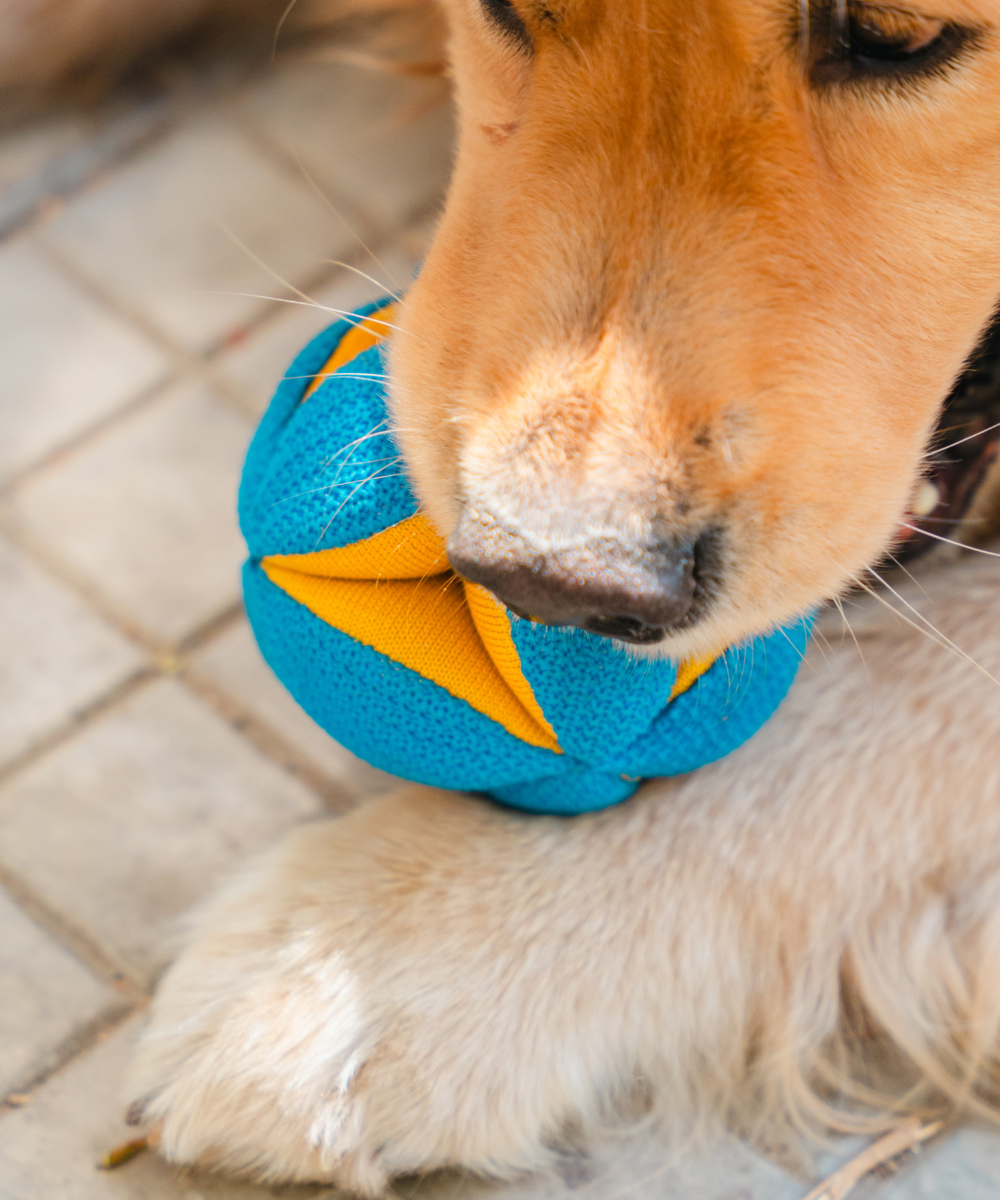 Pack of 2 Dog Toys- Goofy