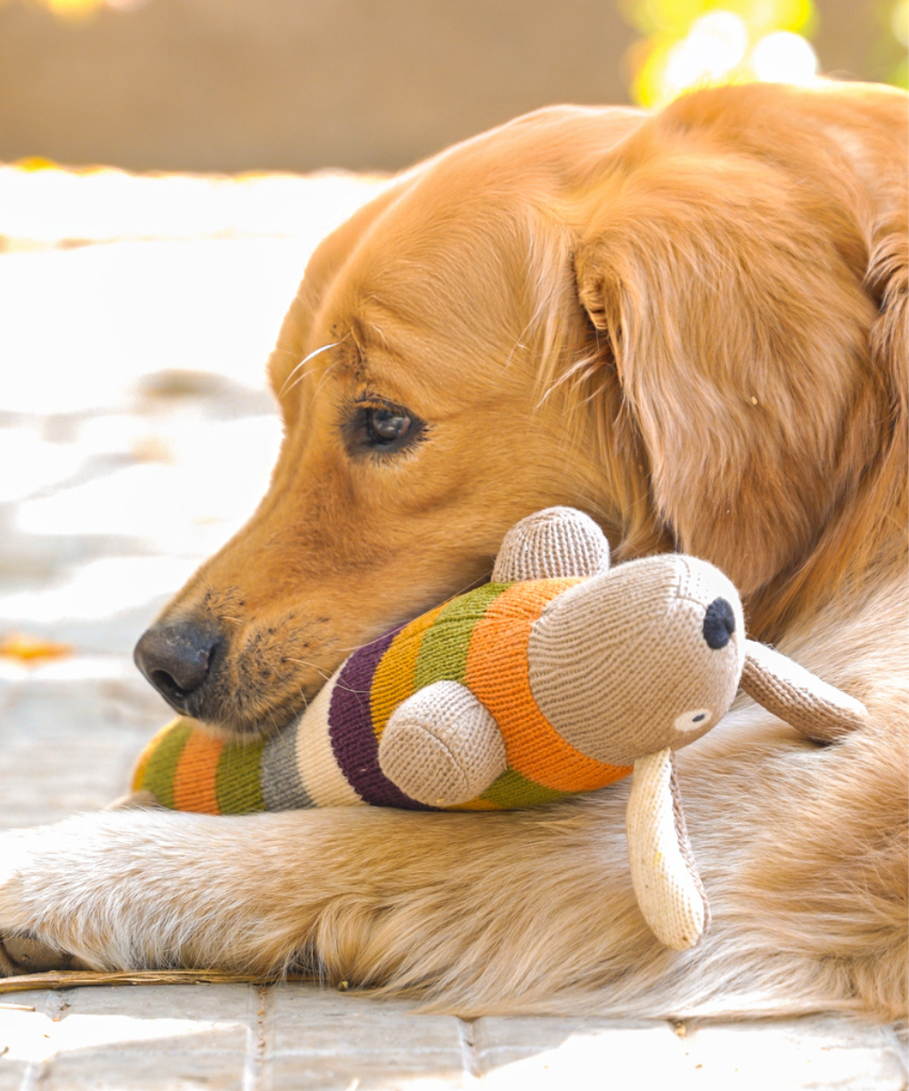 Pack of Dog Toys Trouble Trio