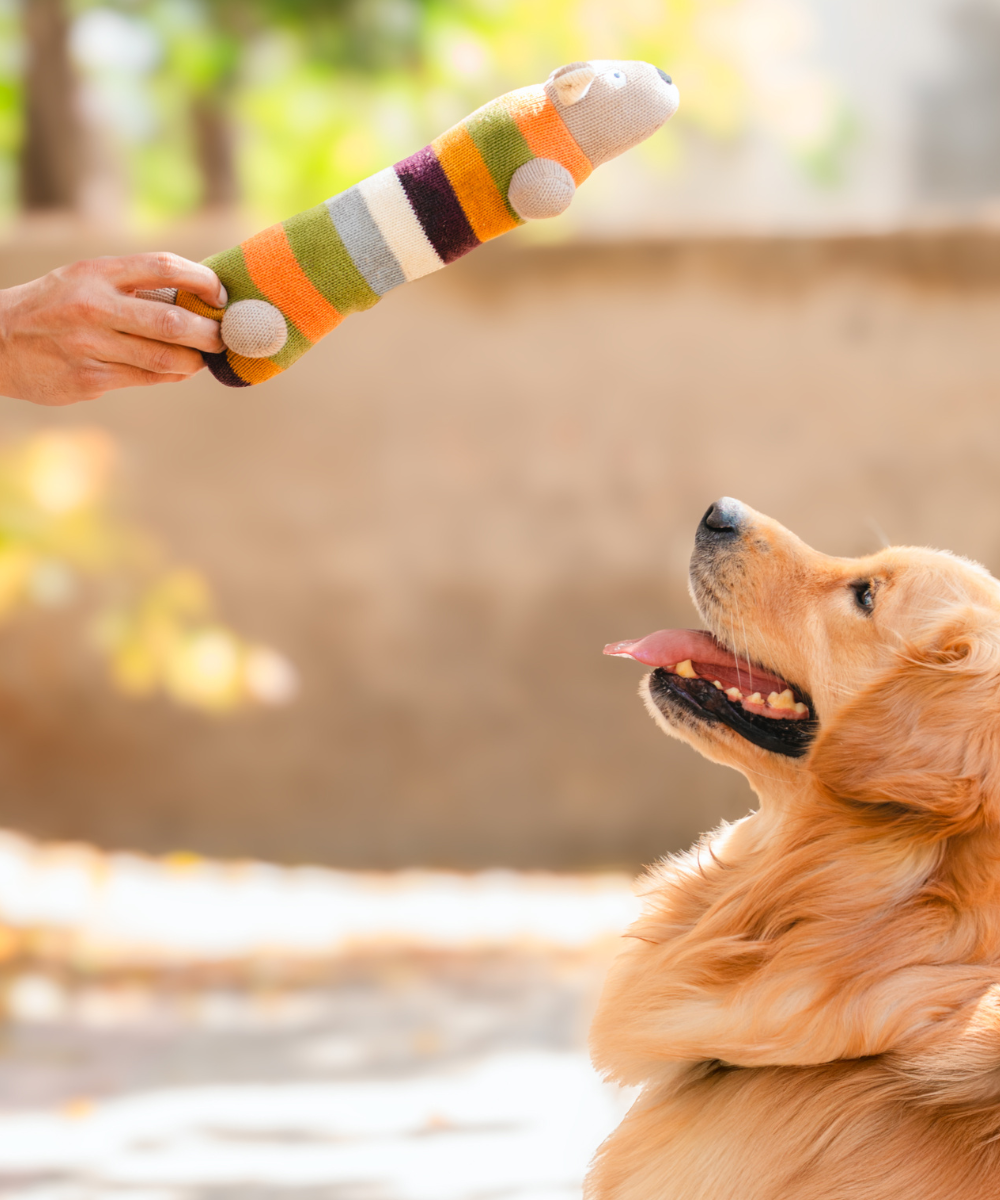 Super Saver Abstract Bowl & Long Plush Toy