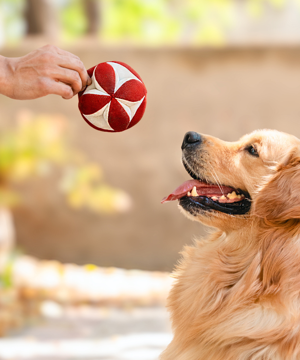 Super Saver Abstract Bowl & Clutch Ball Toys