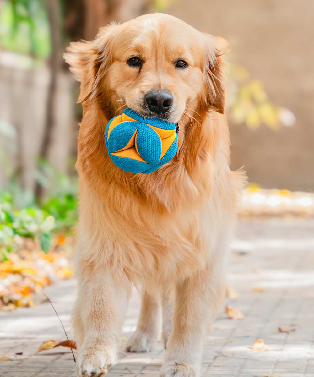 Pack of 2 Dog Toys- Goofy
