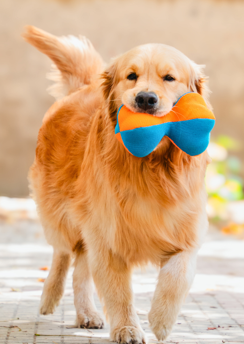 Pack of Dog Toys Trouble Trio