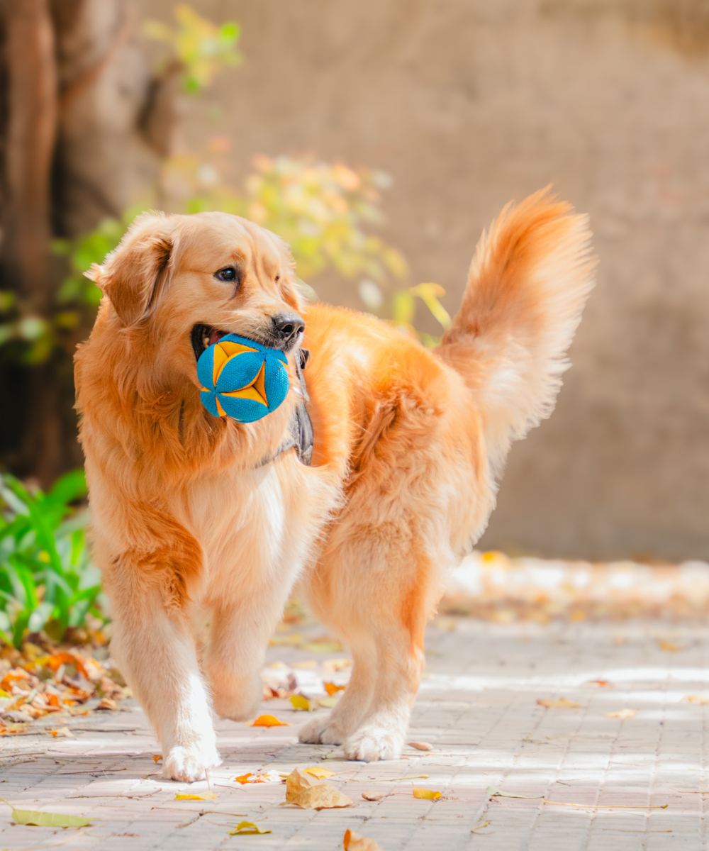 Pack of 2 Dog Toys- Goofy