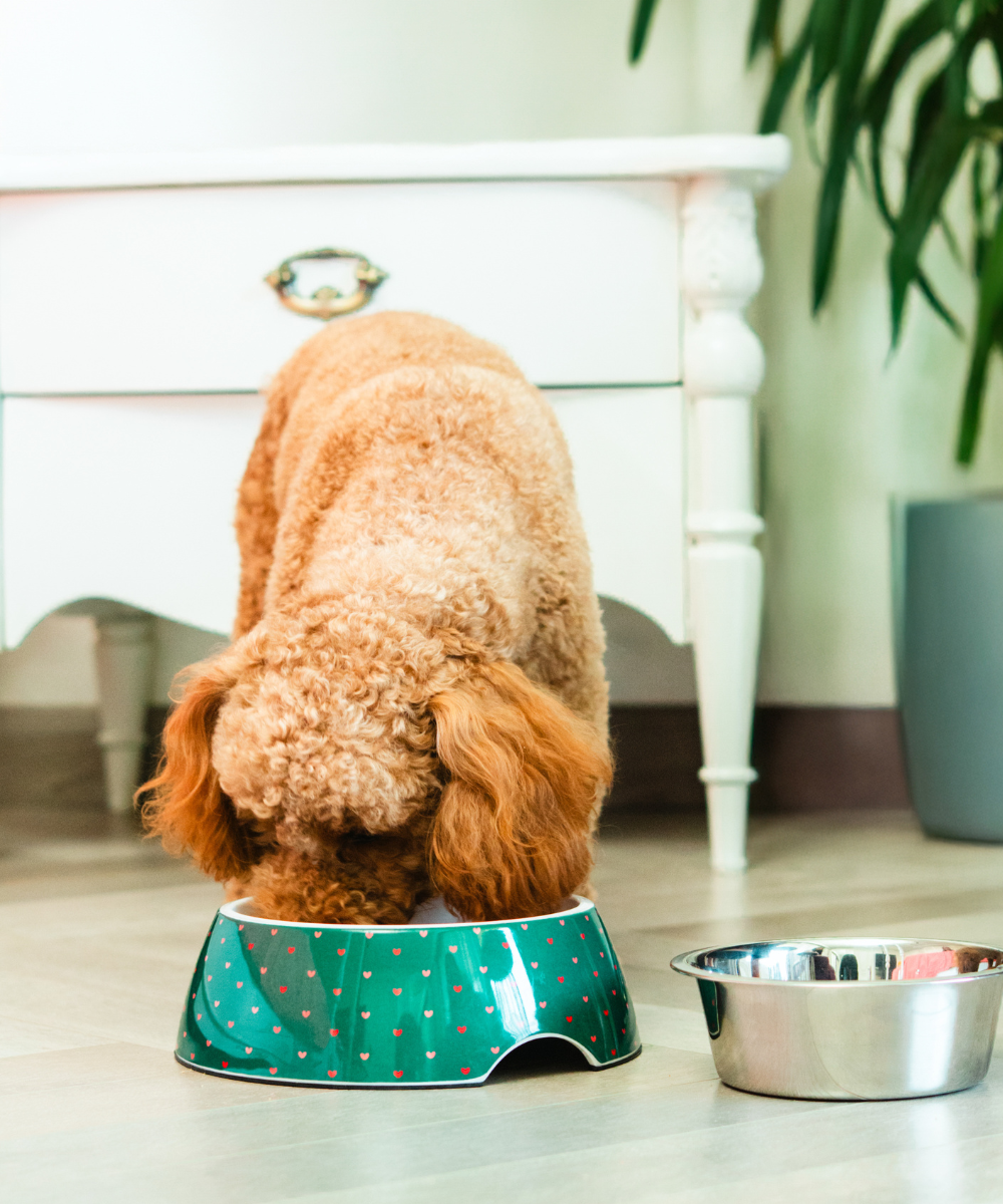 Super Saver Heart Bowl & Cheerful Pup Toy