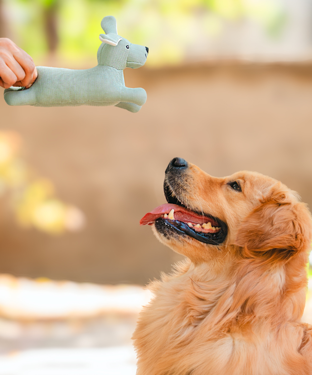 Pack of 2 Dog Toys- Playful