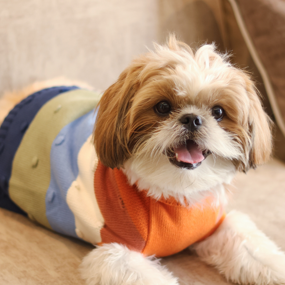 Snowy Dog sweaters Pack of 3