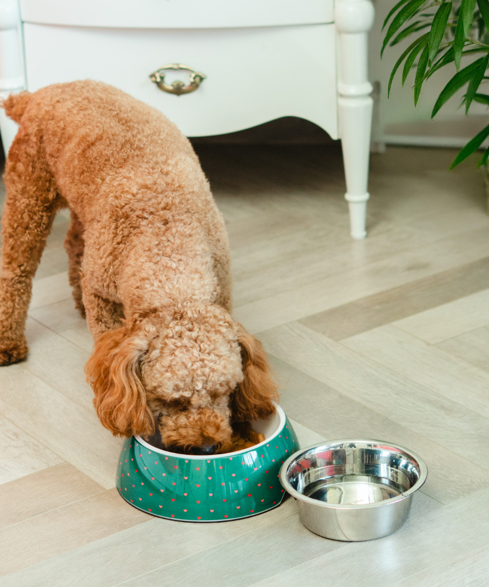 Super Saver Heart Bowl & Cheerful Pup Toy